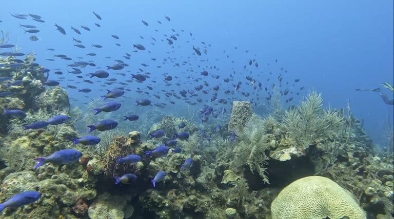 Scuba diving in Roatan Honduras