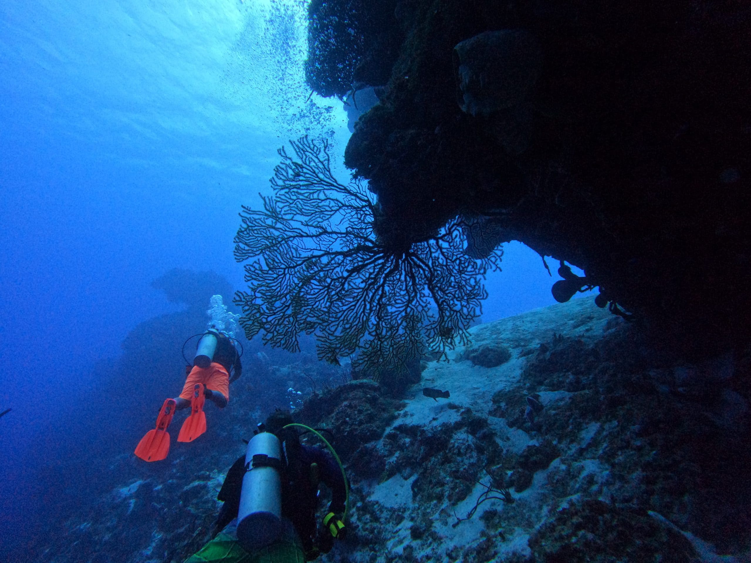Scuba-Diving-Cozumel Scuba diving cozumel a long with a beautiful coral formation.