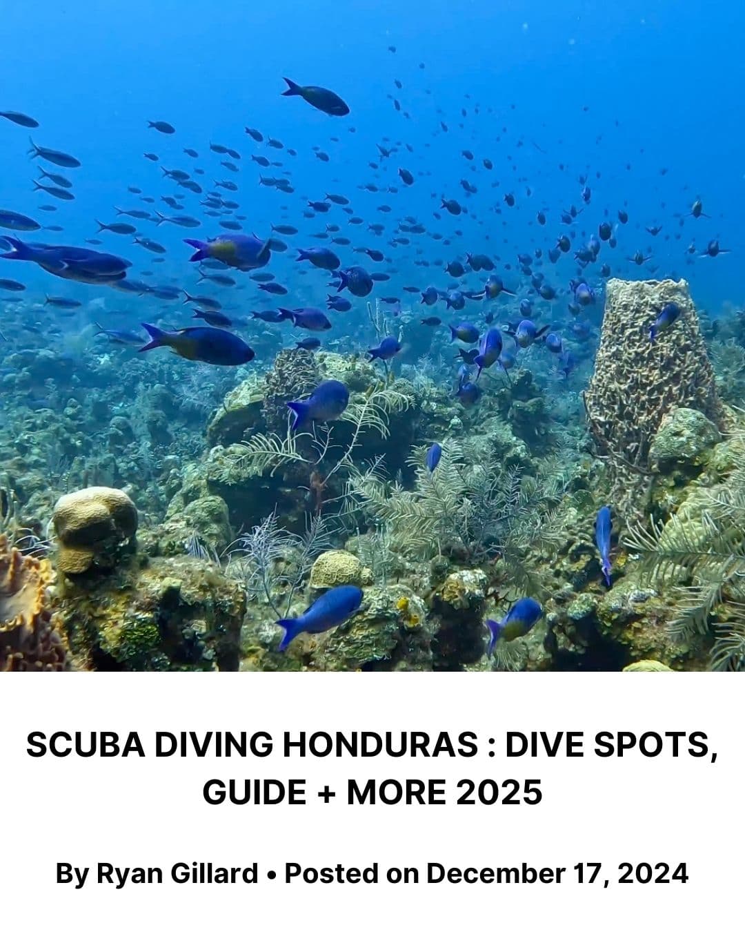 Scuba diving Honduras : Dive Spots, Guide + More 2025