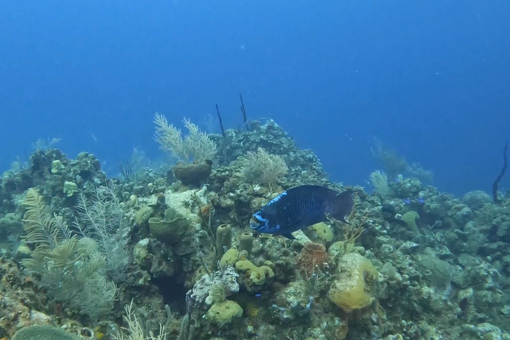 Tropical fish on a dive in Roatan.