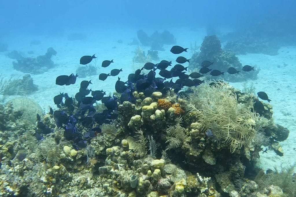 Tropical fish on a dive in Roatan.