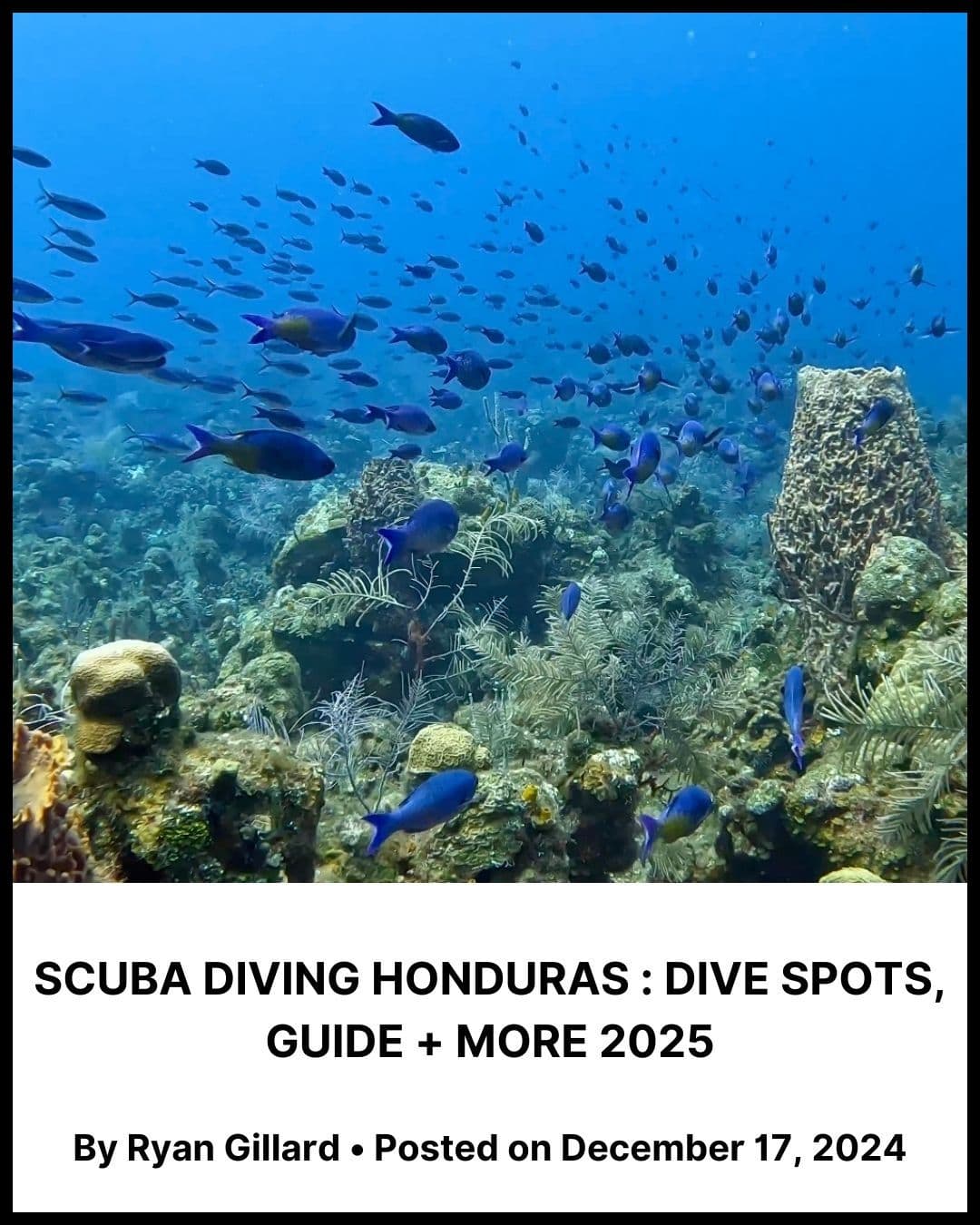 Scuba diving Honduras : Dive Spots, Guide + More 2025