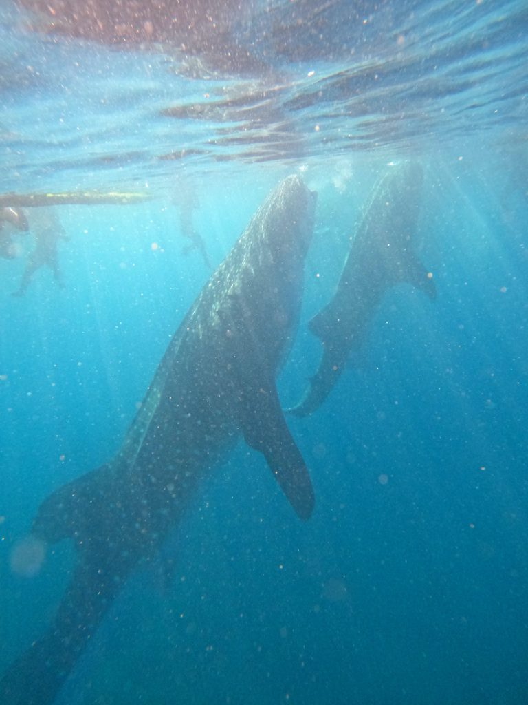 Whale Shark Tour, Bohol, Philippines.