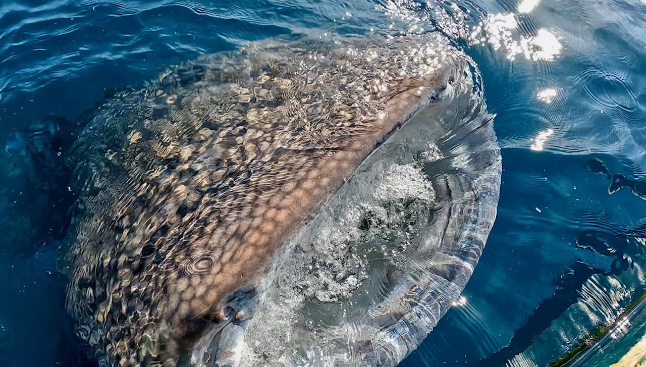 Snorkeler swimming alongside a massive whale shark in the waters off Lila, Bohol.