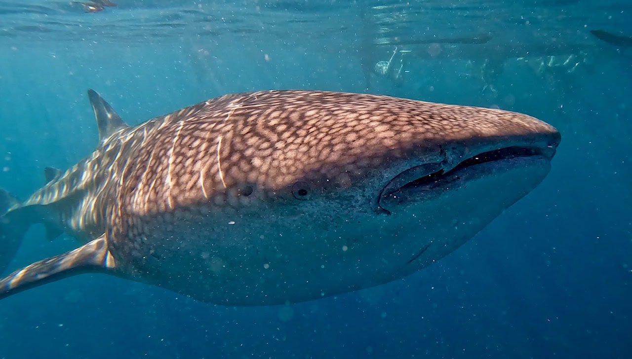 Snorkeler swimming alongside a massive whale shark in the waters off Lila, Bohol.
