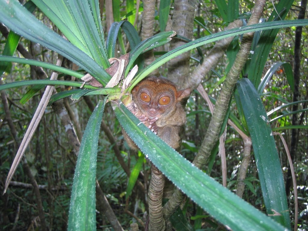 A Philippine Tarsier clinging to a tree branch at the Philippine Tarsier Sanctuary in Corella, Bohol.