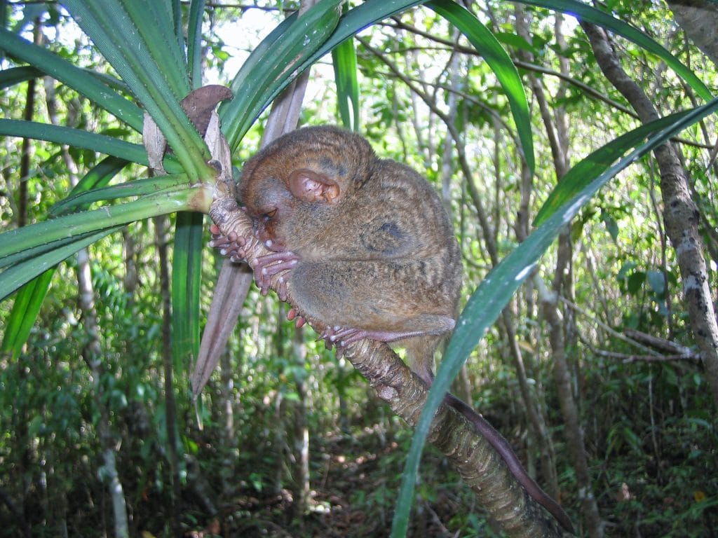 A Philippine Tarsier clinging to a tree branch at the Philippine Tarsier Sanctuary in Corella, Bohol.