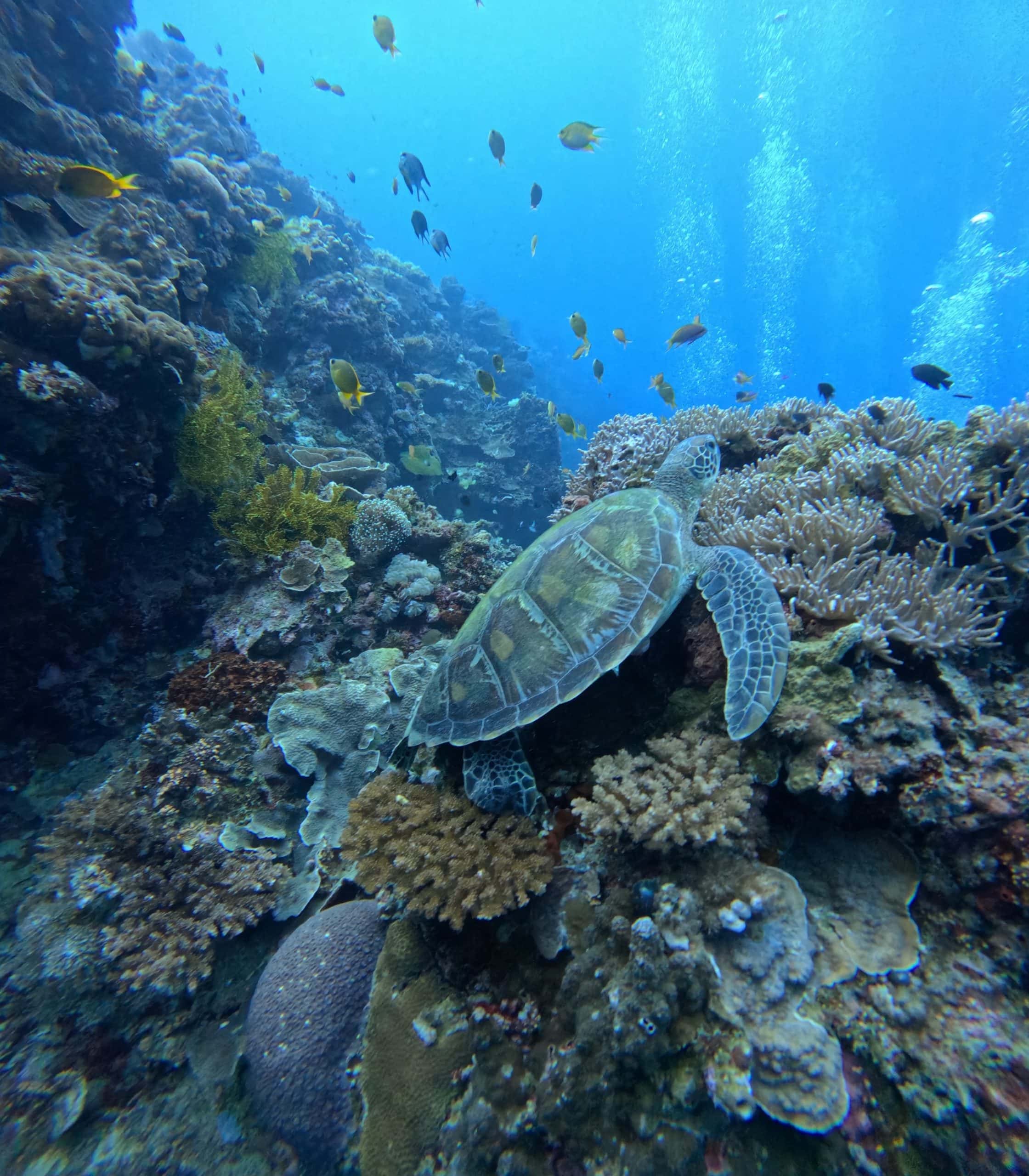 Scuba diver swimming alongside a sea turtle at Balicasag Island, a top diving site in Bohol, Philippines.