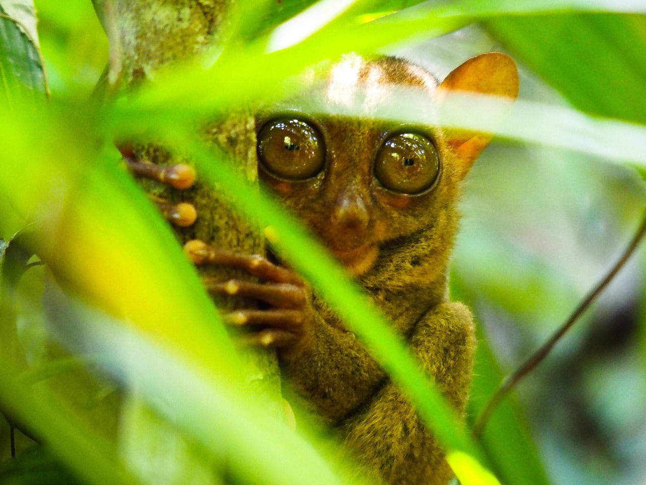 an image of a tarsier