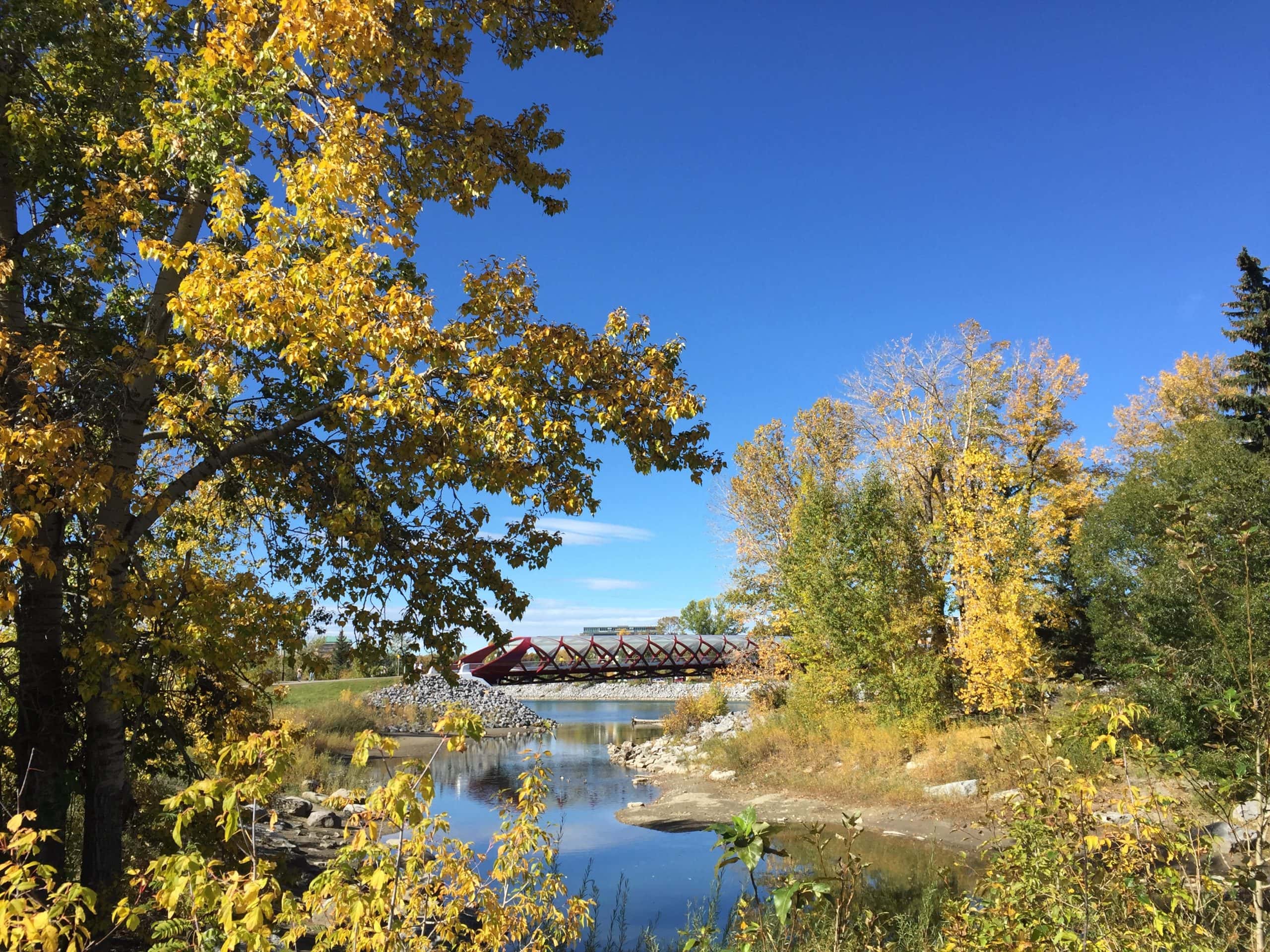 Peaceful green space at Prince’s Island Park, ideal for riverside walks and relaxing picnics.
