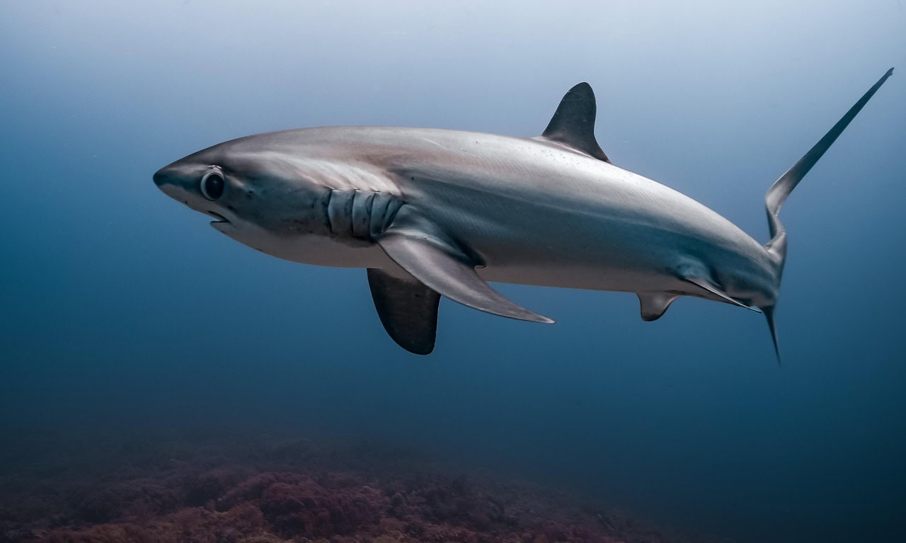 Thresher shark swimming in the waters near Malapascua, Cebu