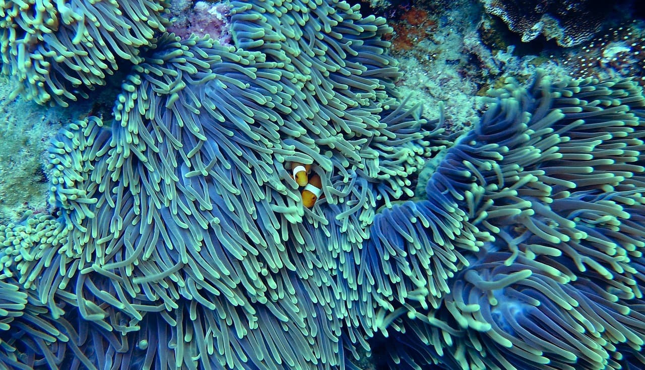 Colorful coral reef and tropical fish, showcasing the vibrant marine biodiversity found in Philippine dive sites.