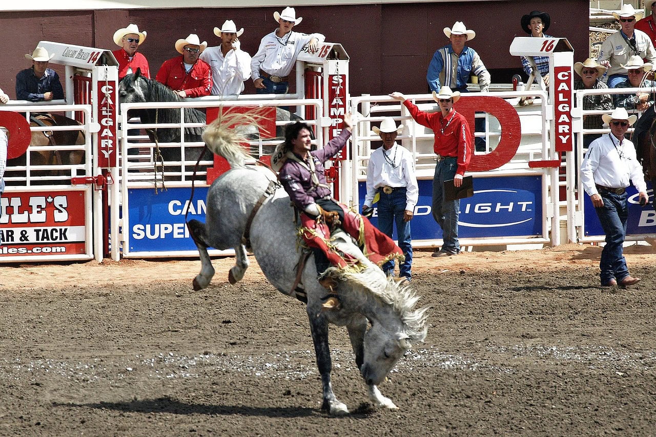The rodeo during the Calgary stampede.