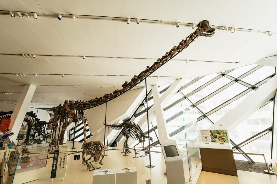 Royal Ontario Museum photo: shot of a long neck dinosaur.