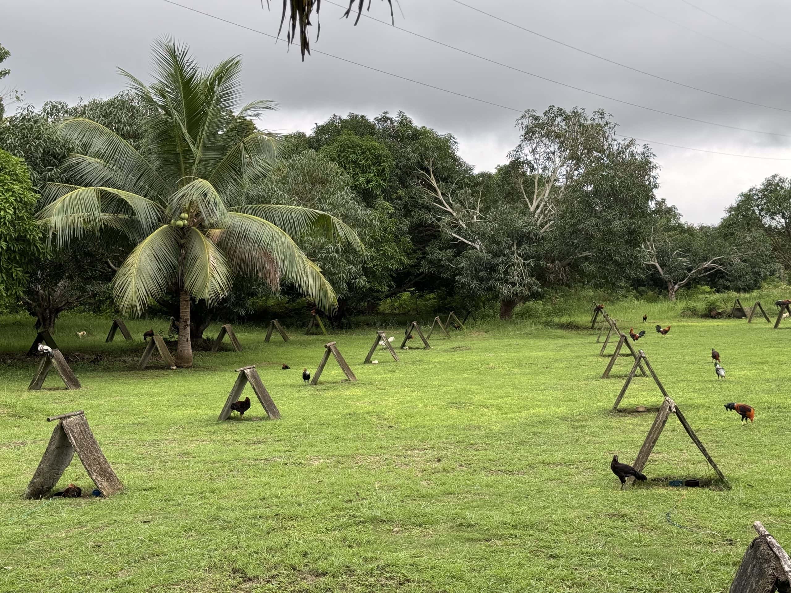 An image of a rooster farm on the outskirts of Moalboal.
