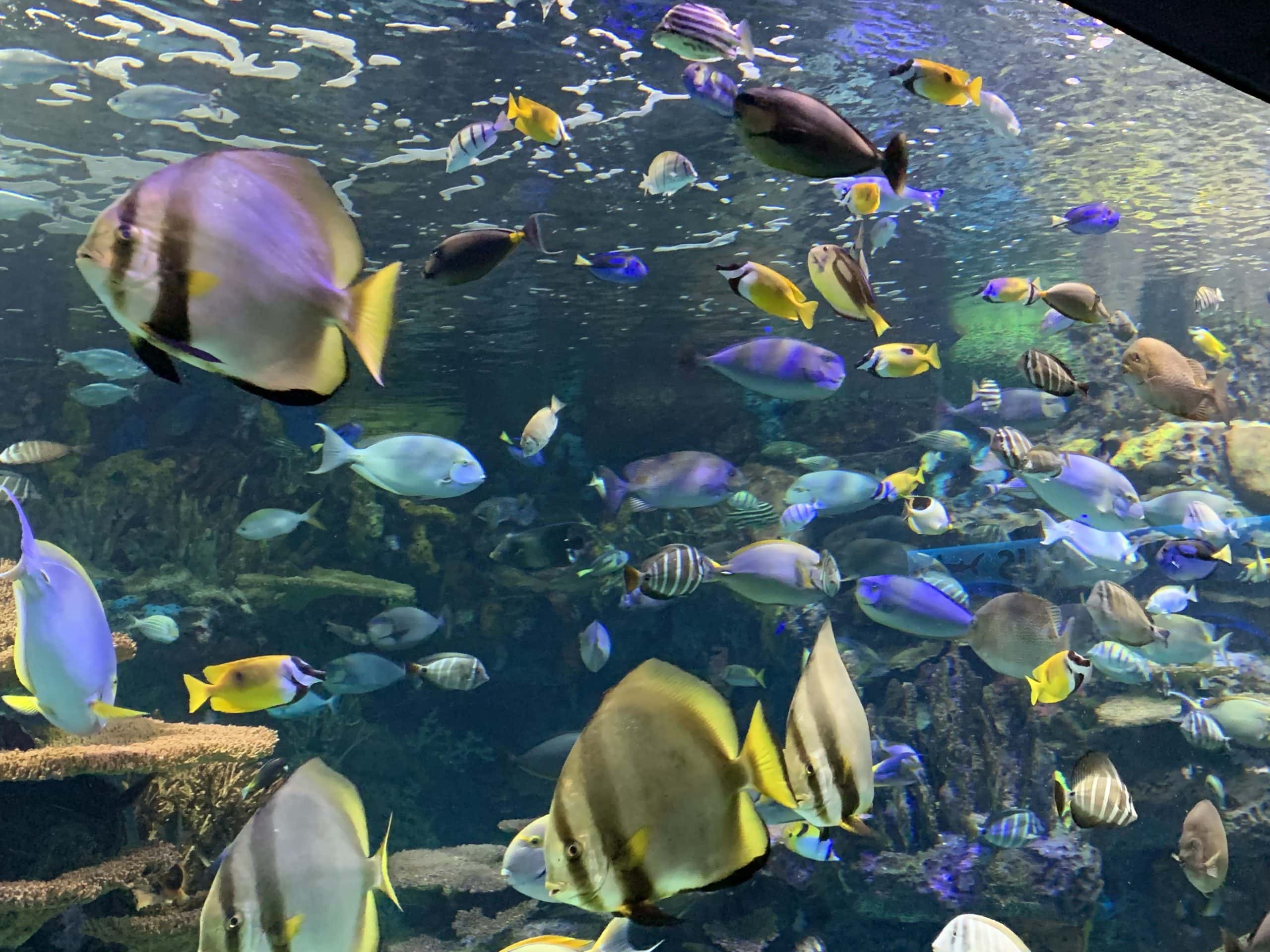 colorful underwater tunnel at Ripley’s Aquarium with sharks swimming overhead