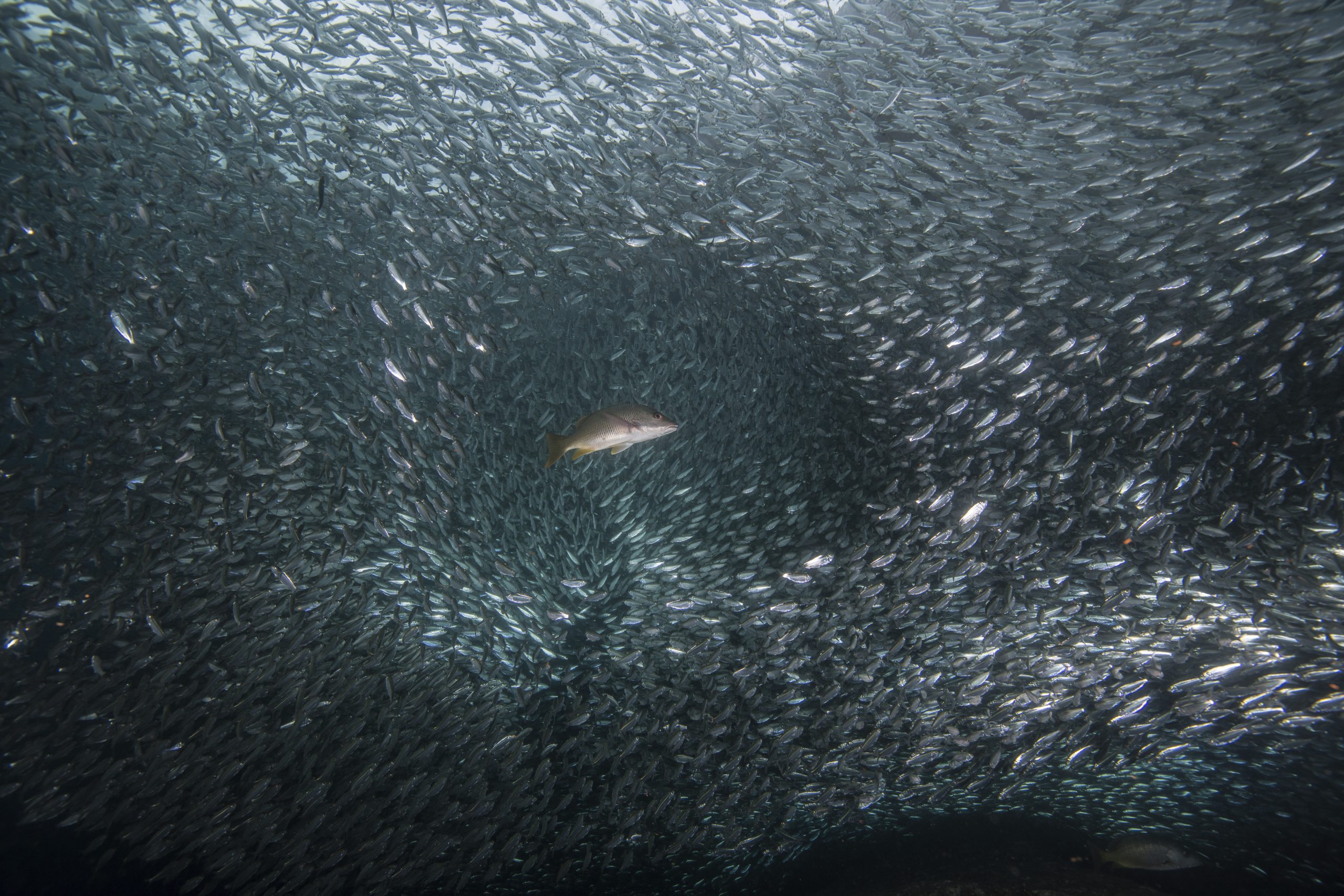 Shoals of sardine being hunted by red snappers in Moalboal, Philippines.