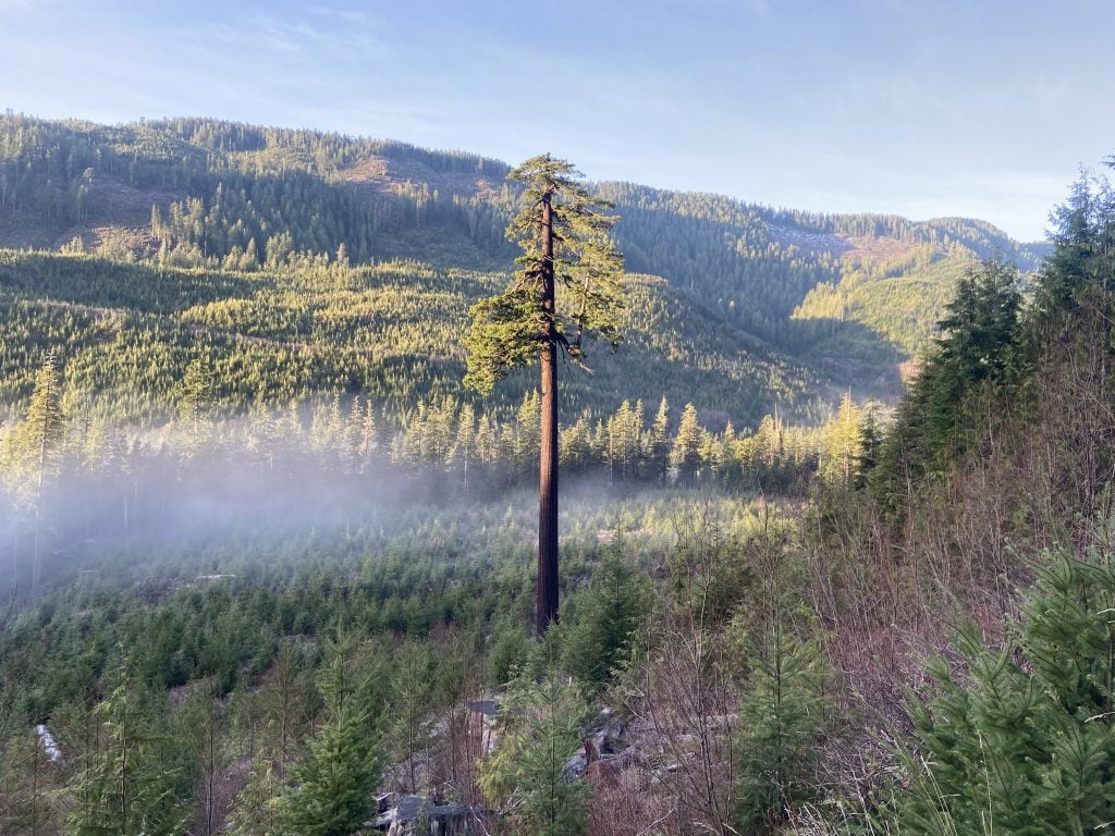The tall and solitary Big Lonely Doug tree stands amidst a misty valley of young forest in Port Renfrew, BC, with rolling mountains in the background.