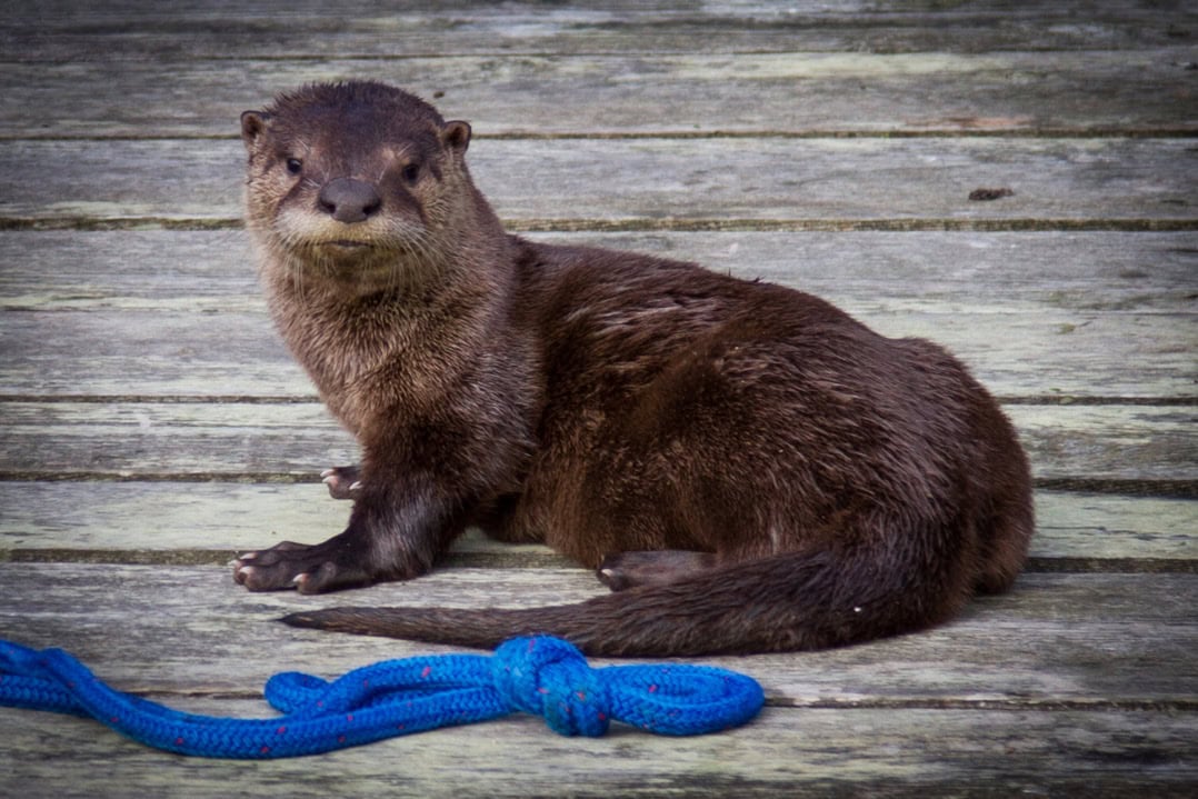 River otter resting on a wooden dock in Port Renfrew, BC, with a blue rope beside it.

Curtest Ross Gillard Photography