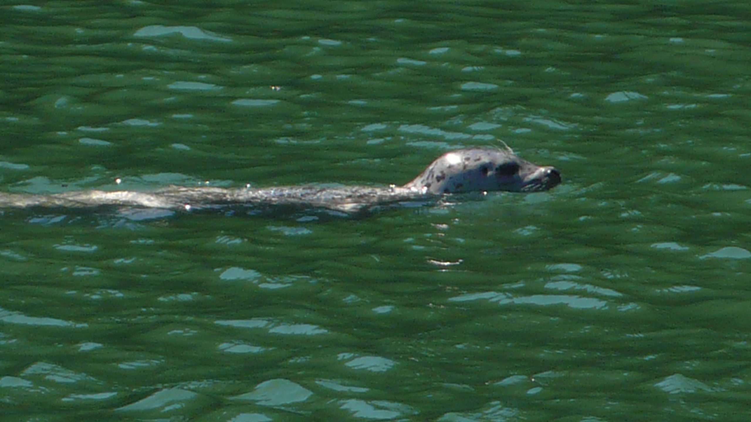 Sea otter swimming on its back in the green waters of Port Renfrew, BC.

Curtesy Ross Gillard Photography