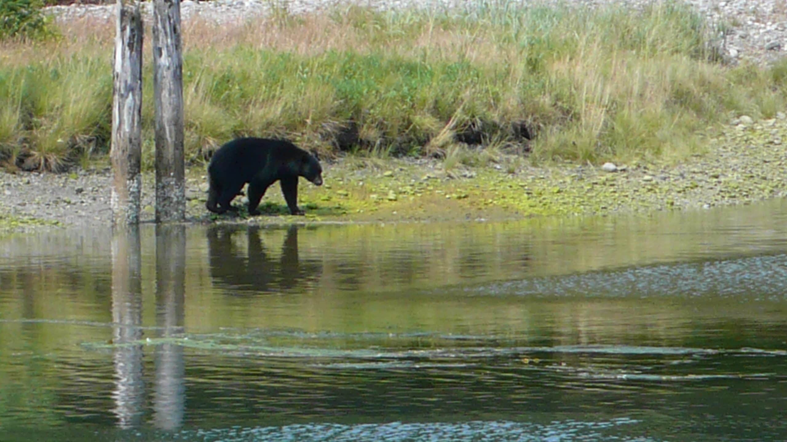Black bear walking along the shoreline in Port Renfrew, BC, reflected in the calm coastal waters.

Curtesy Ross Gillard Photography