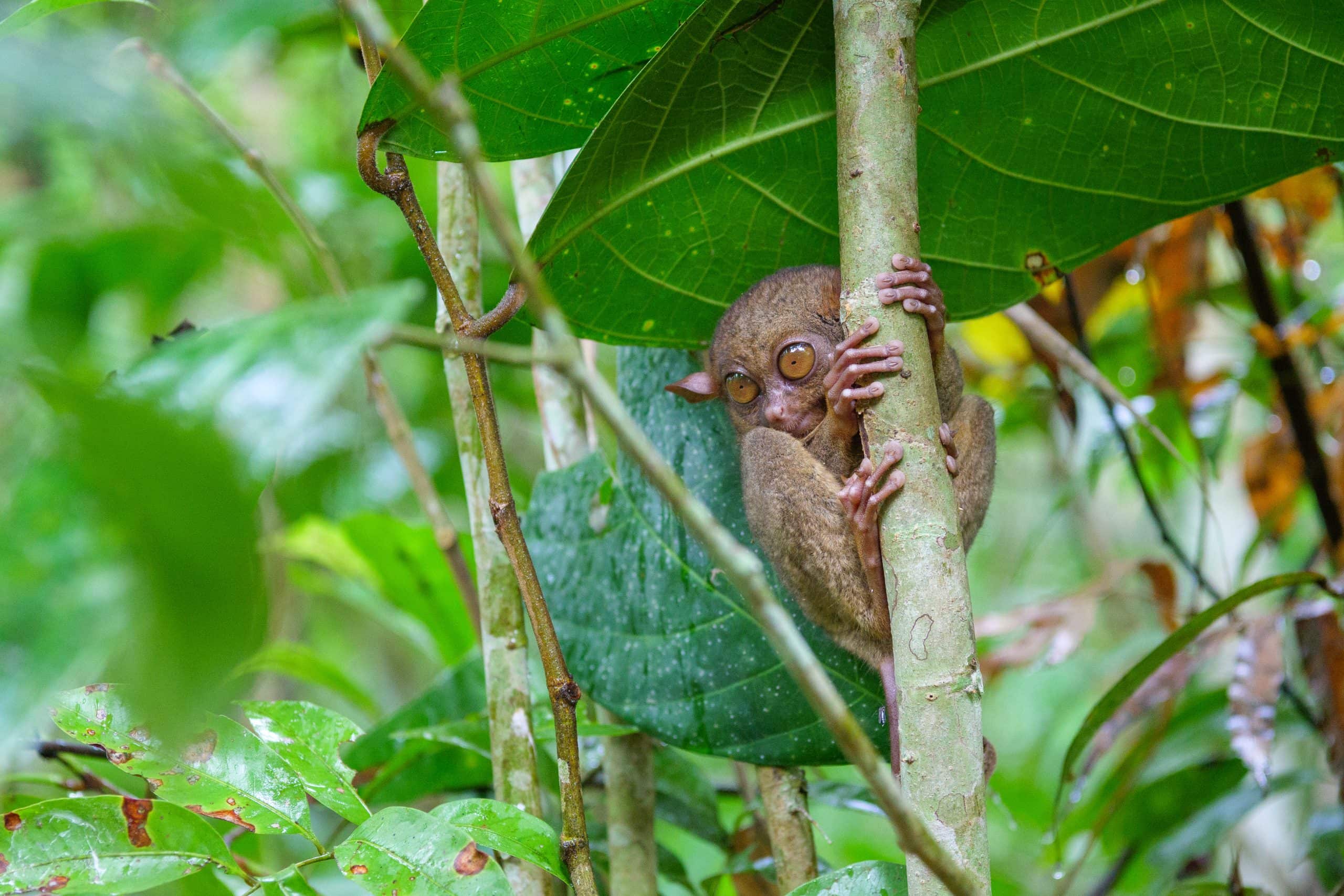 Close up of a Philippine tarsier clinging to a tree trunk in the rainforest with large eyes and green foliage surrounding it