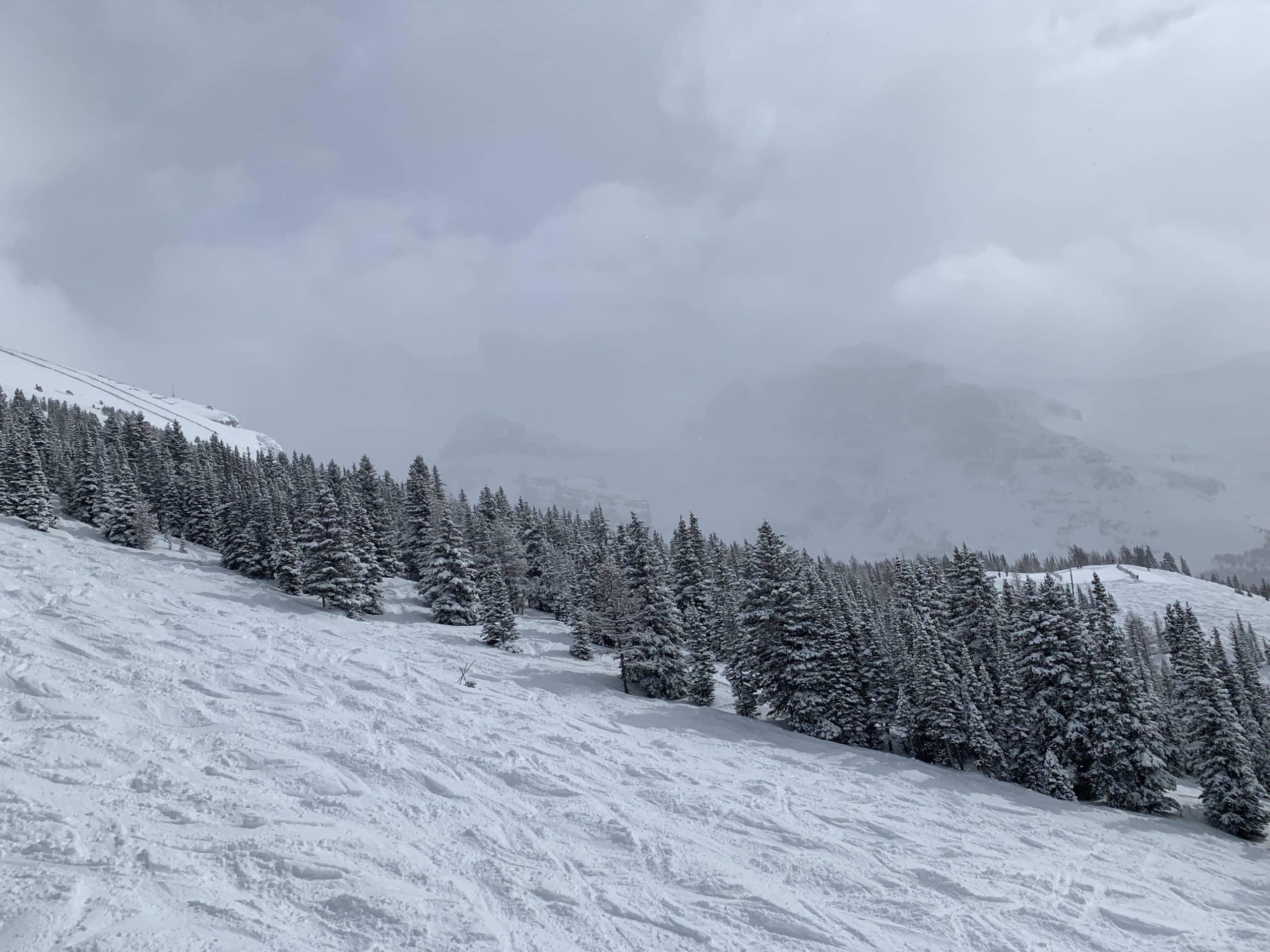 Snow-covered evergreens line the slope of a mountain on a cloudy winter day, creating a peaceful alpine scene perfect for skiing and outdoor adventure.