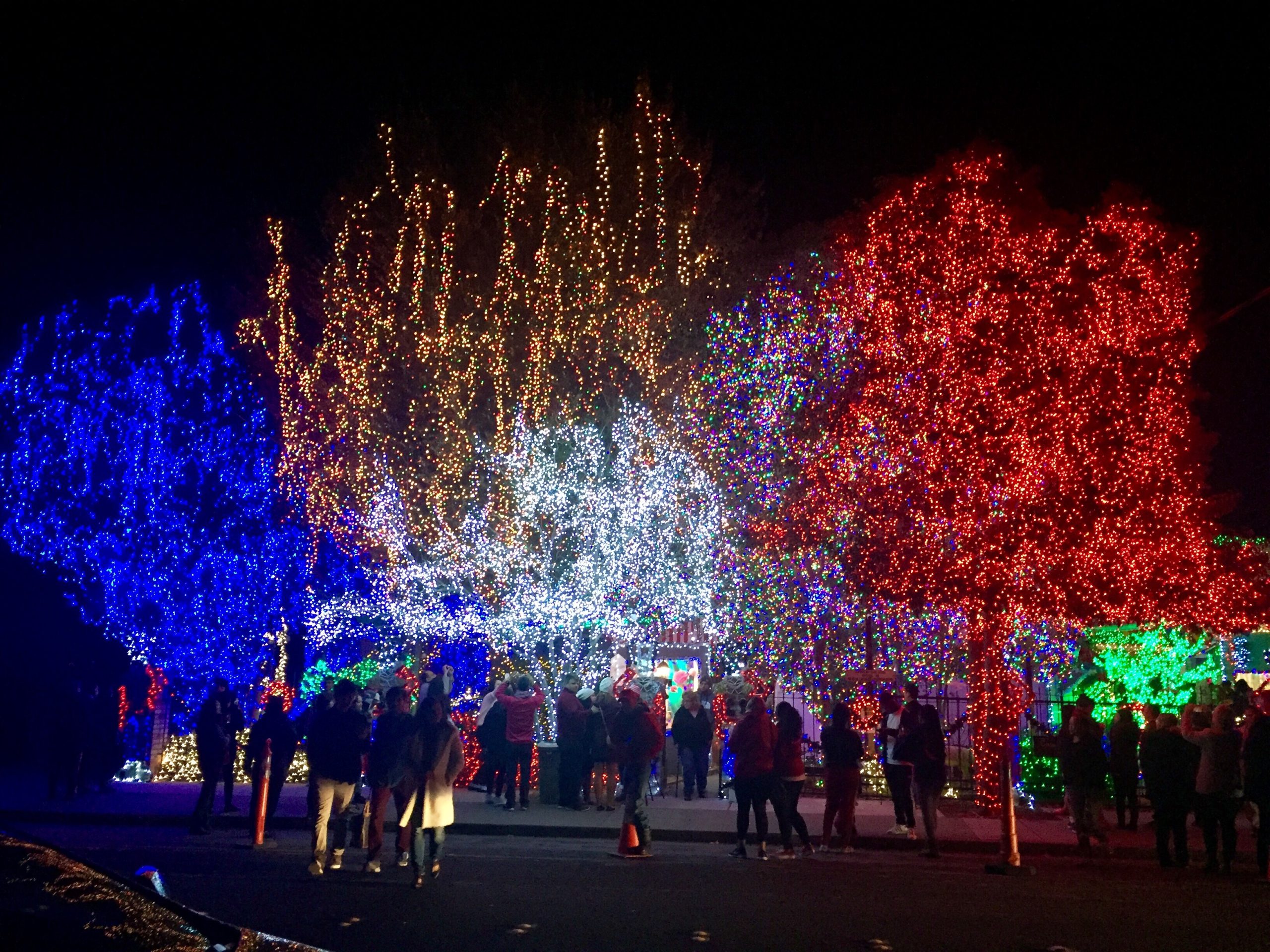 Crowds gather to admire a dazzling holiday light display with trees glowing in vibrant red, blue, and white Christmas lights, creating a festive winter night scene.