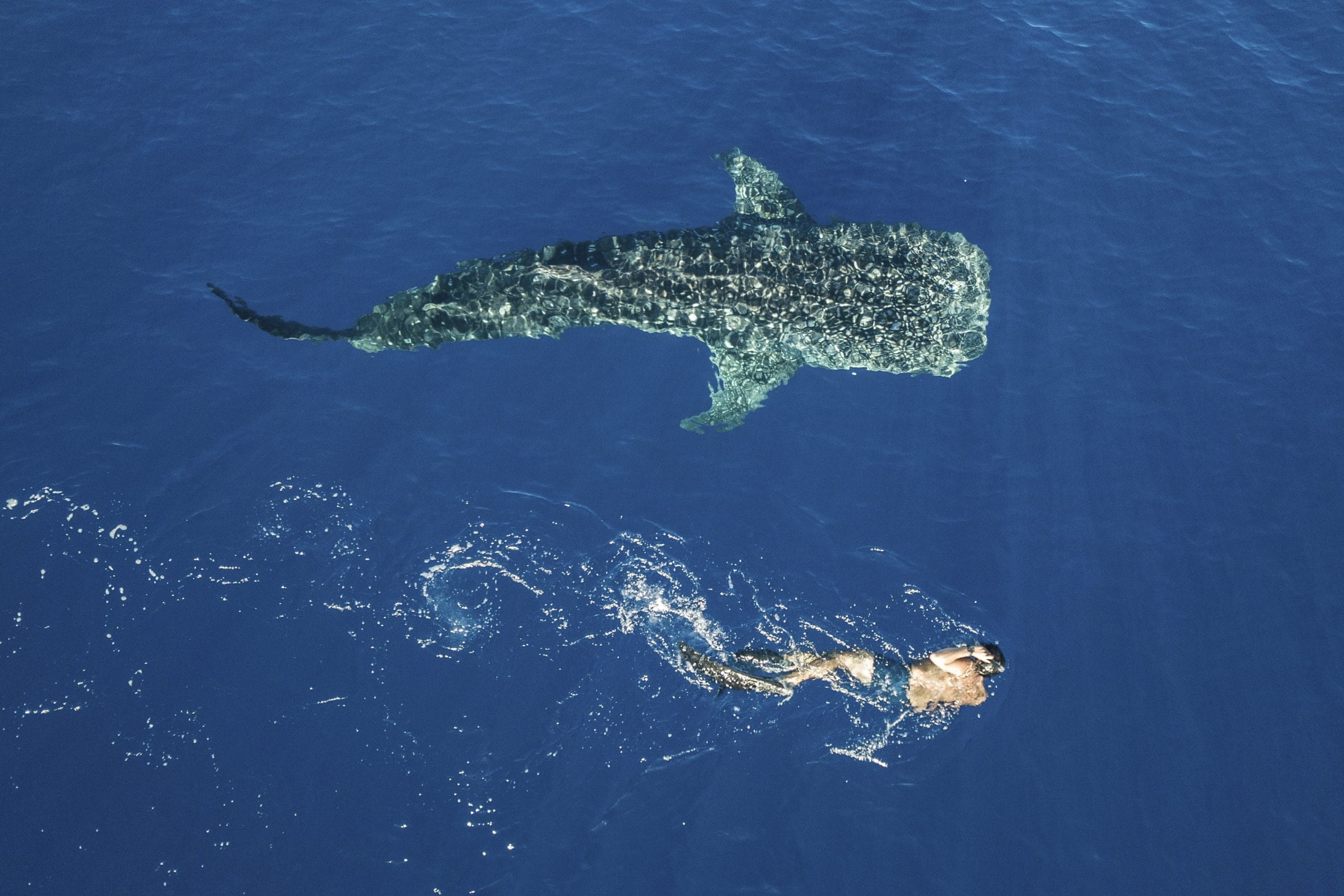 Whale shark swimming calmly near a snorkeller in the clear blue waters of Donsol, Philippines, during an ethical wild encounter.