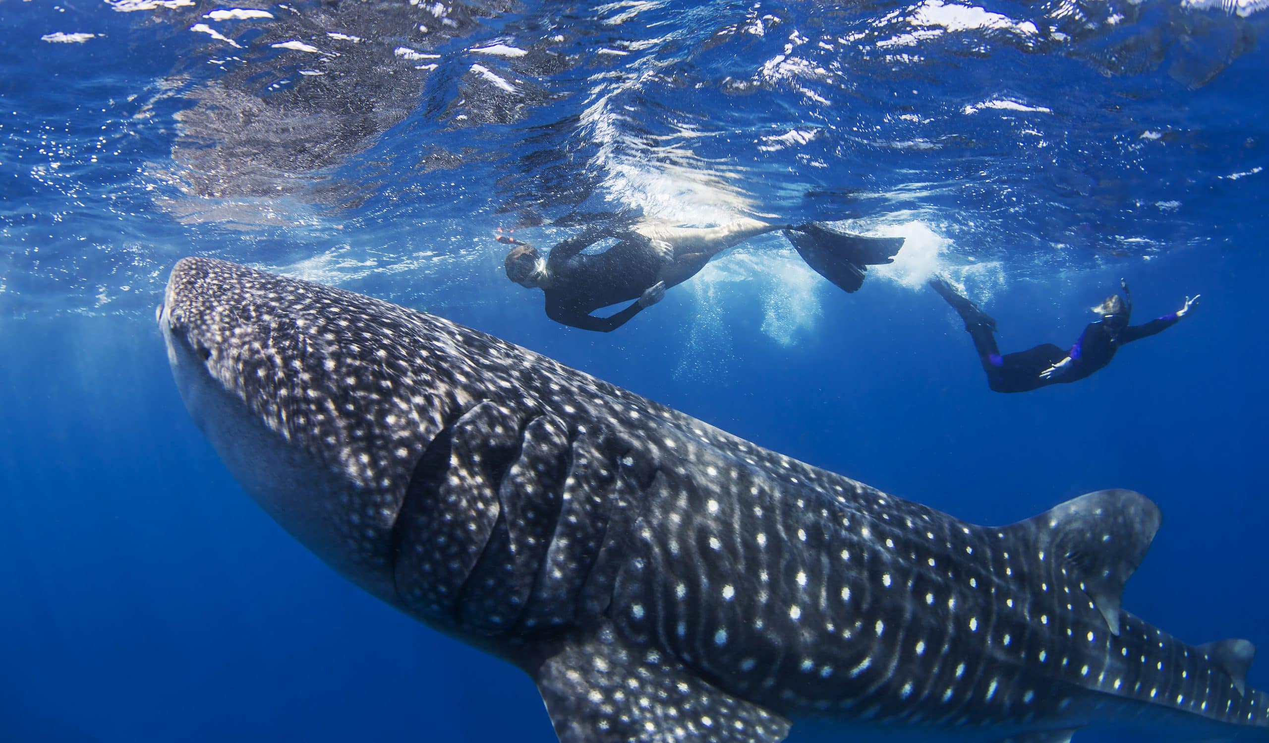 Two snorkellers swimming alongside a large whale shark in clear blue water during a natural encounter in the Philippines.