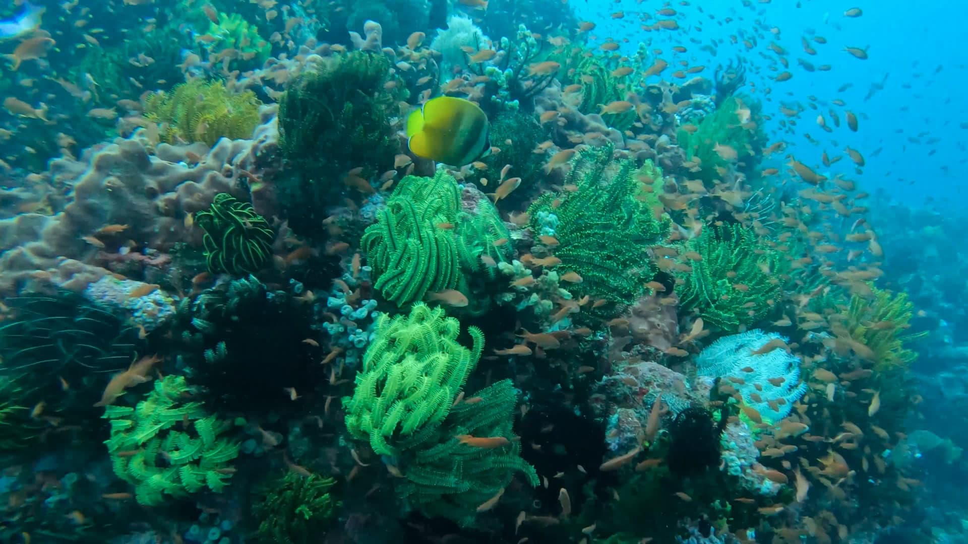 Colorful coral reef and tropical fish at a scuba diving site in Puerto Galera, Philippines.