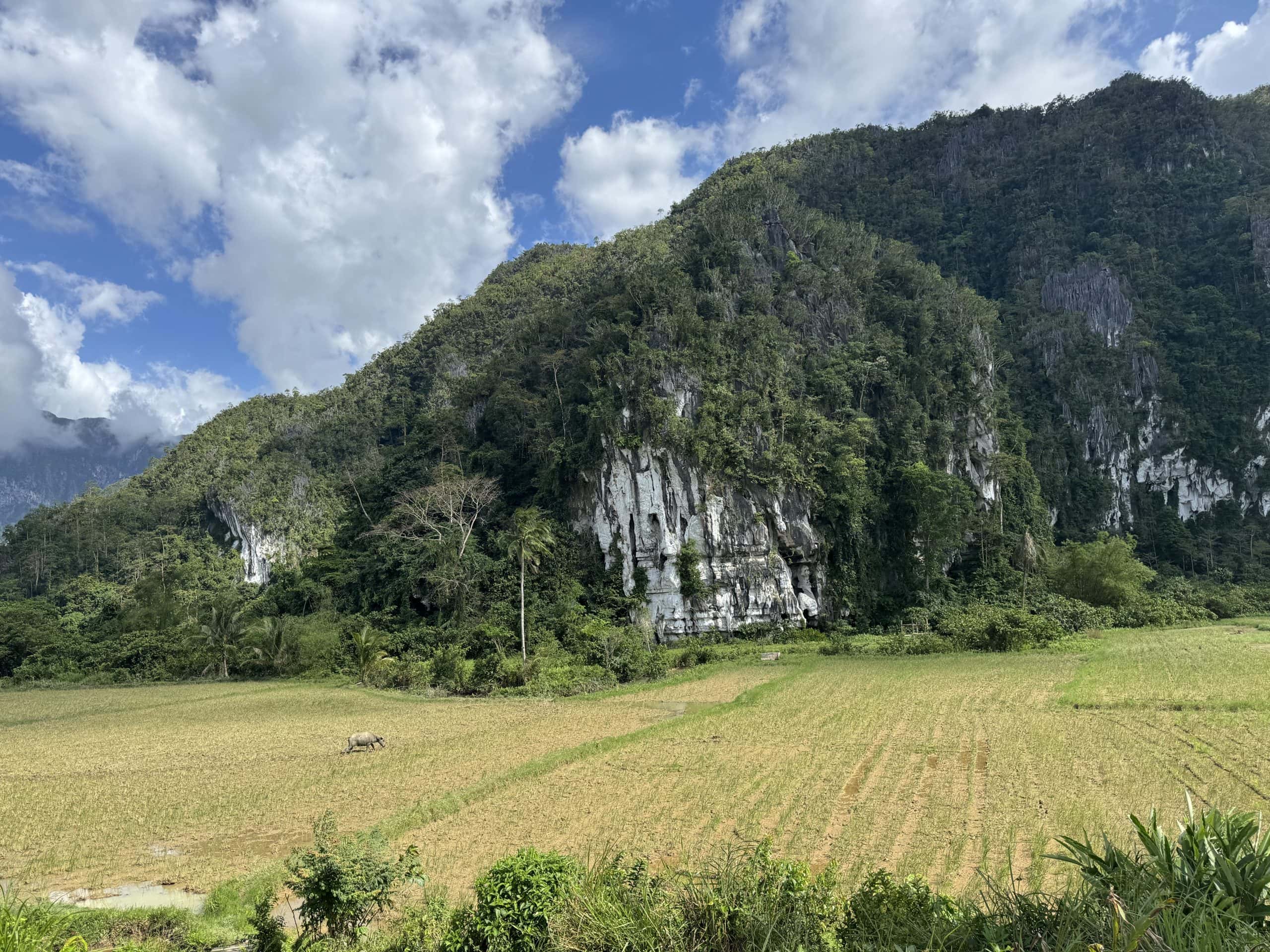 Dramatic limestone cliffs rising above rural farmland in Palawan, with lush green jungle covering the hillsides, rice fields stretching across the valley, and a water buffalo grazing under a bright tropical sky.