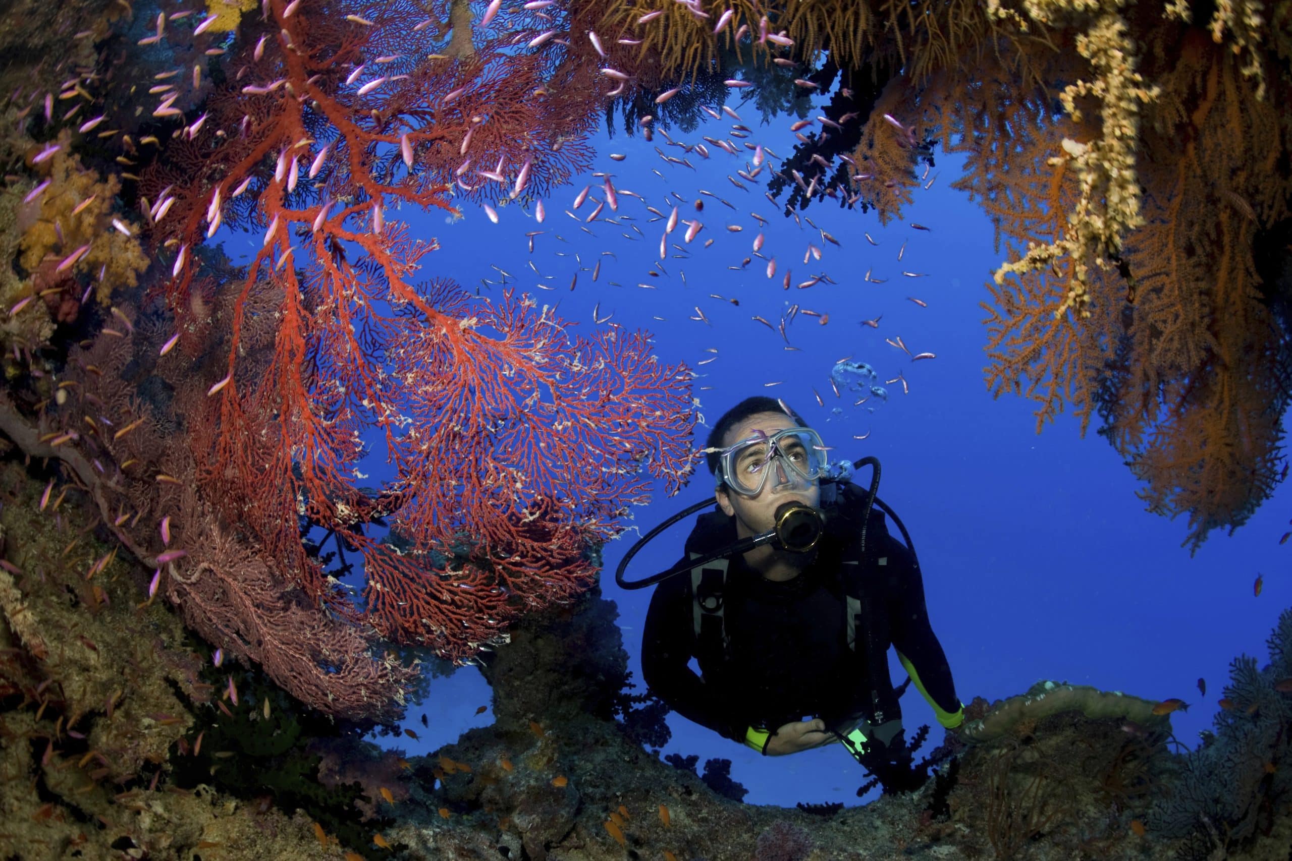 Scuba diver exploring a vibrant coral reef surrounded by colorful gorgonian sea fans and tropical fish in clear blue ocean waters in Palawan, Philippines