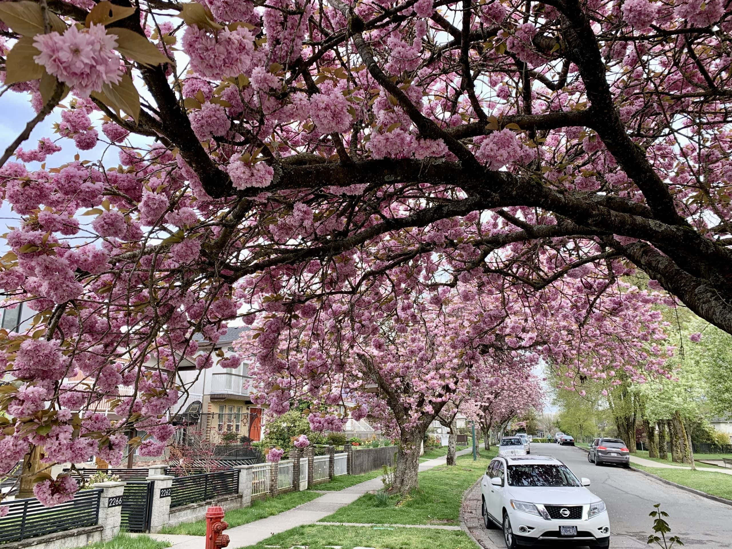Cherry blossom trees in full bloom lining a residential street during spring in Vancouver, British Columbia