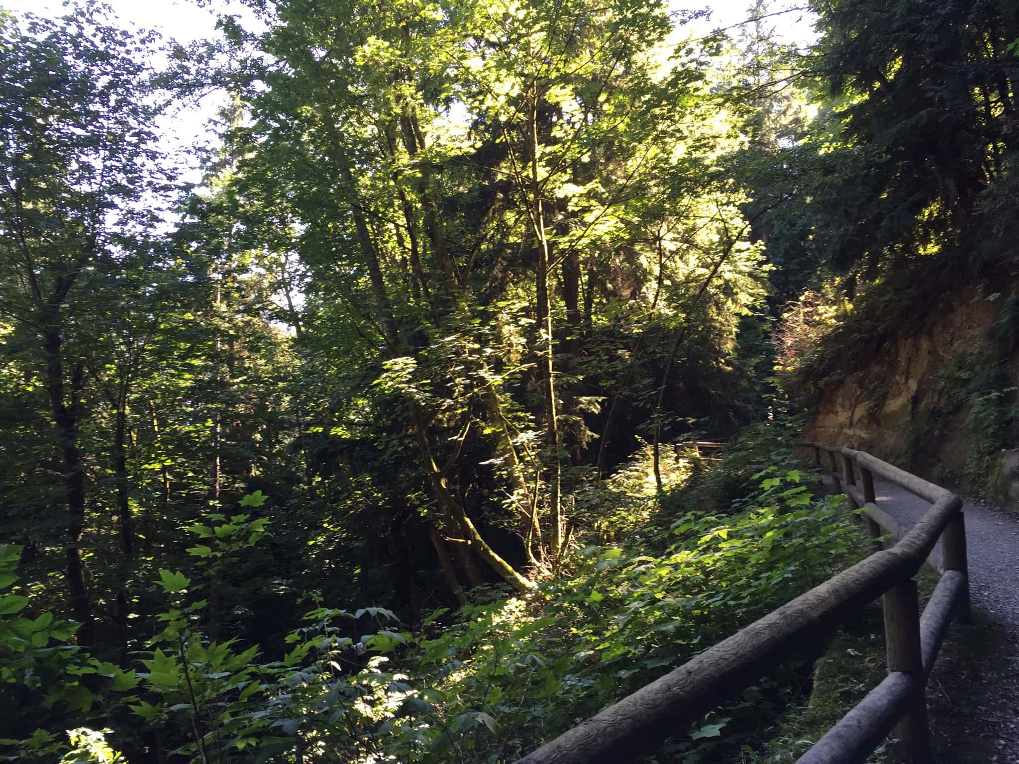 Forest hiking trail through lush coastal rainforest on Burnaby Mountain near Simon Fraser University overlooking Burrard Inlet in British Columbia