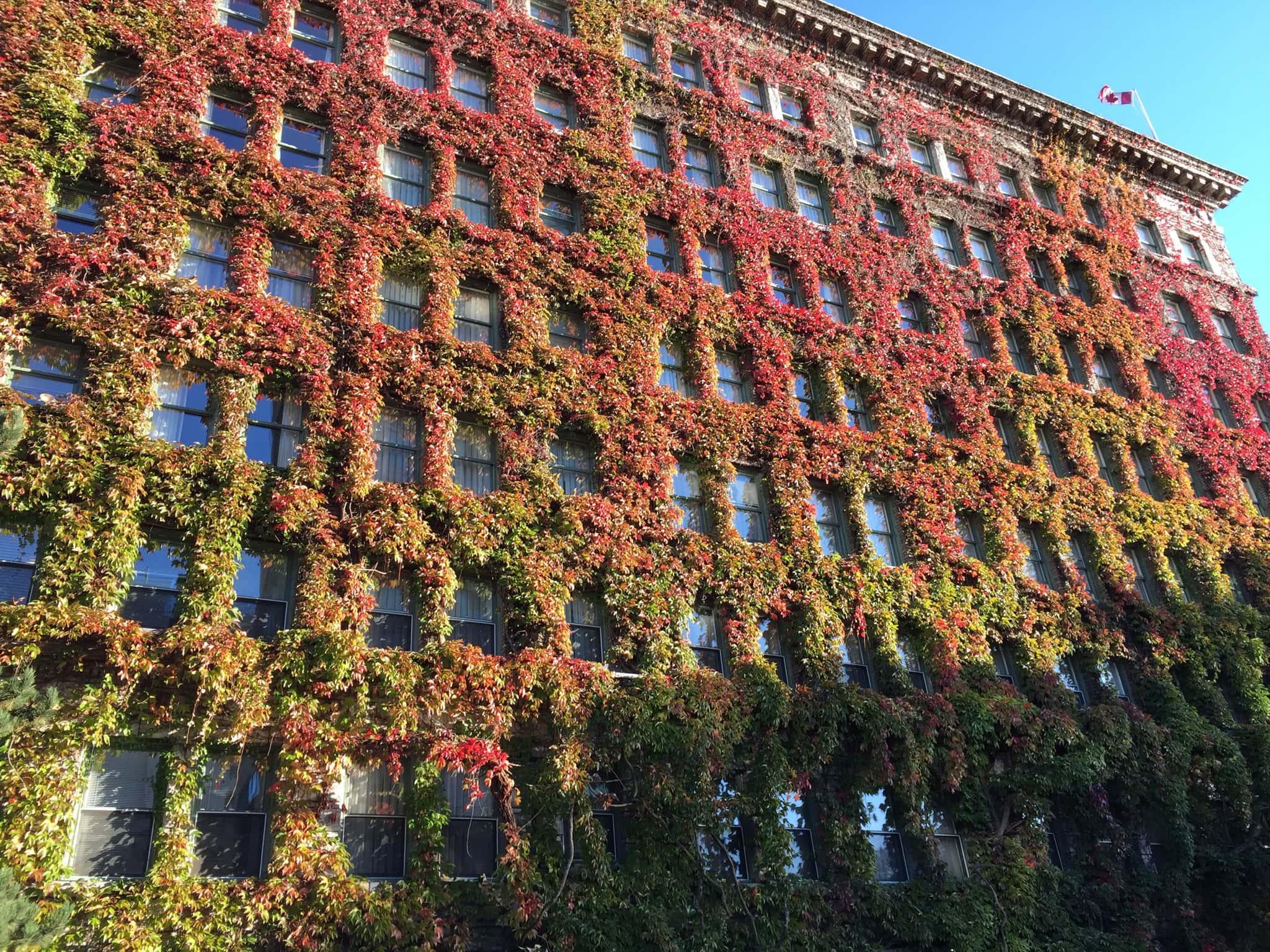 The Sylvia Hotel covered in colourful ivy and autumn foliage near English Bay in Vancouver, British Columbia