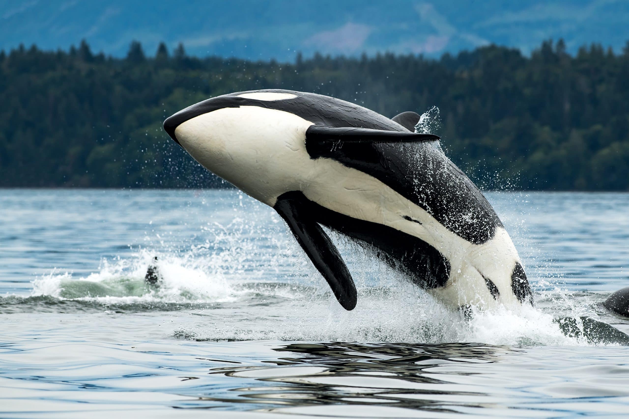 Orca whale breaching out of the ocean with forested coastline in the background near Vancouver, British Columbia