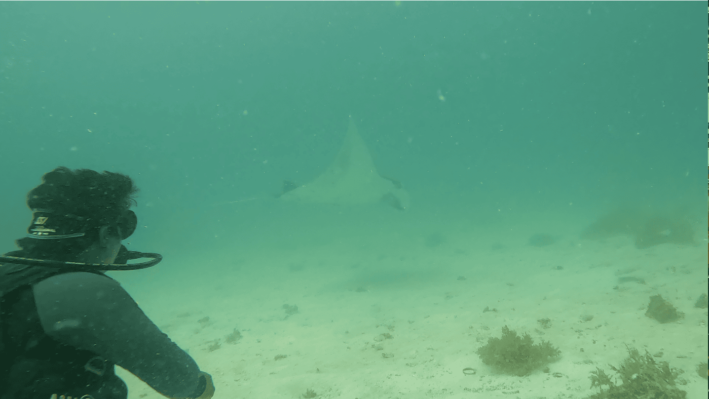 Diver approaching a manta ray at a cleaning station in Sibaltan near El Nido, a rare and unforgettable underwater encounter