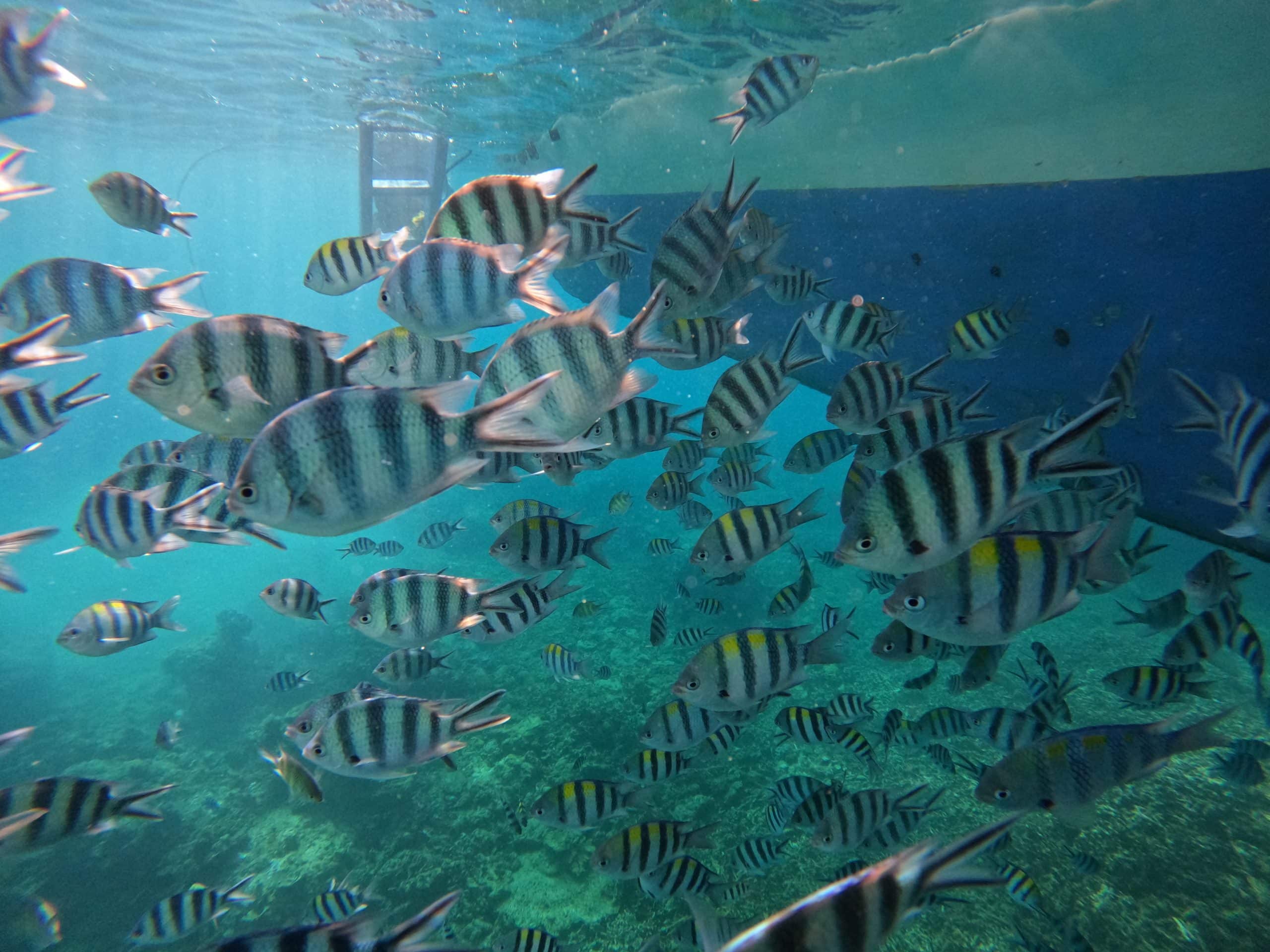Tropical fish swimming in clear turquoise water during snorkeling at Shimizu Island in El Nido Palawan Philippines.