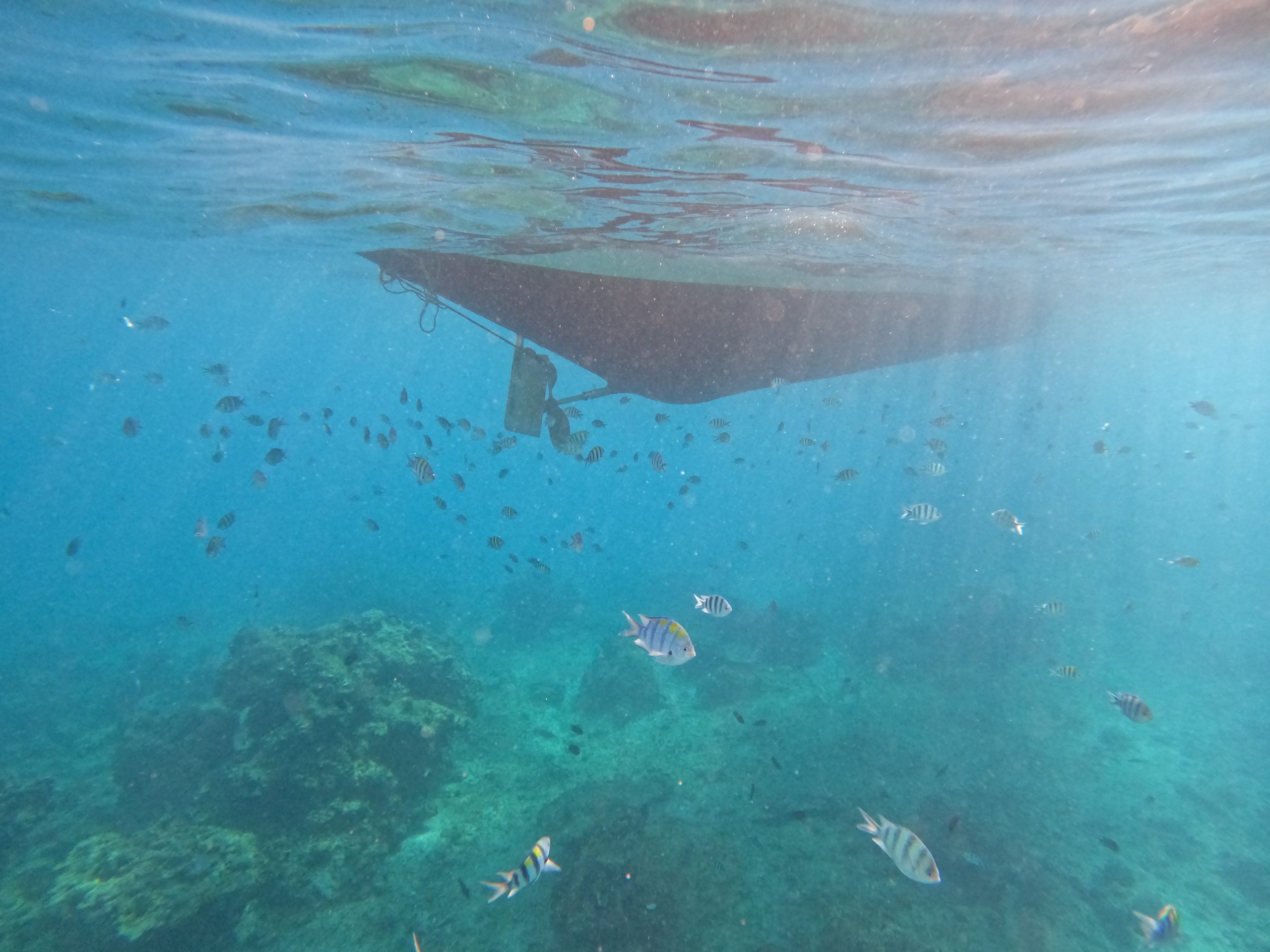 Underwater view of tropical fish and coral near Shimizu Island during El Nido Tour A in Palawan Philippines.
