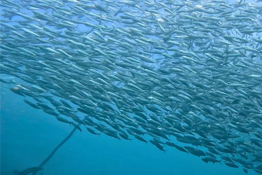 Close up view of the famous Moalboal sardine run in Cebu, Philippines, where millions of sardines form giant swirling bait balls just offshore near Panagsama Beach.