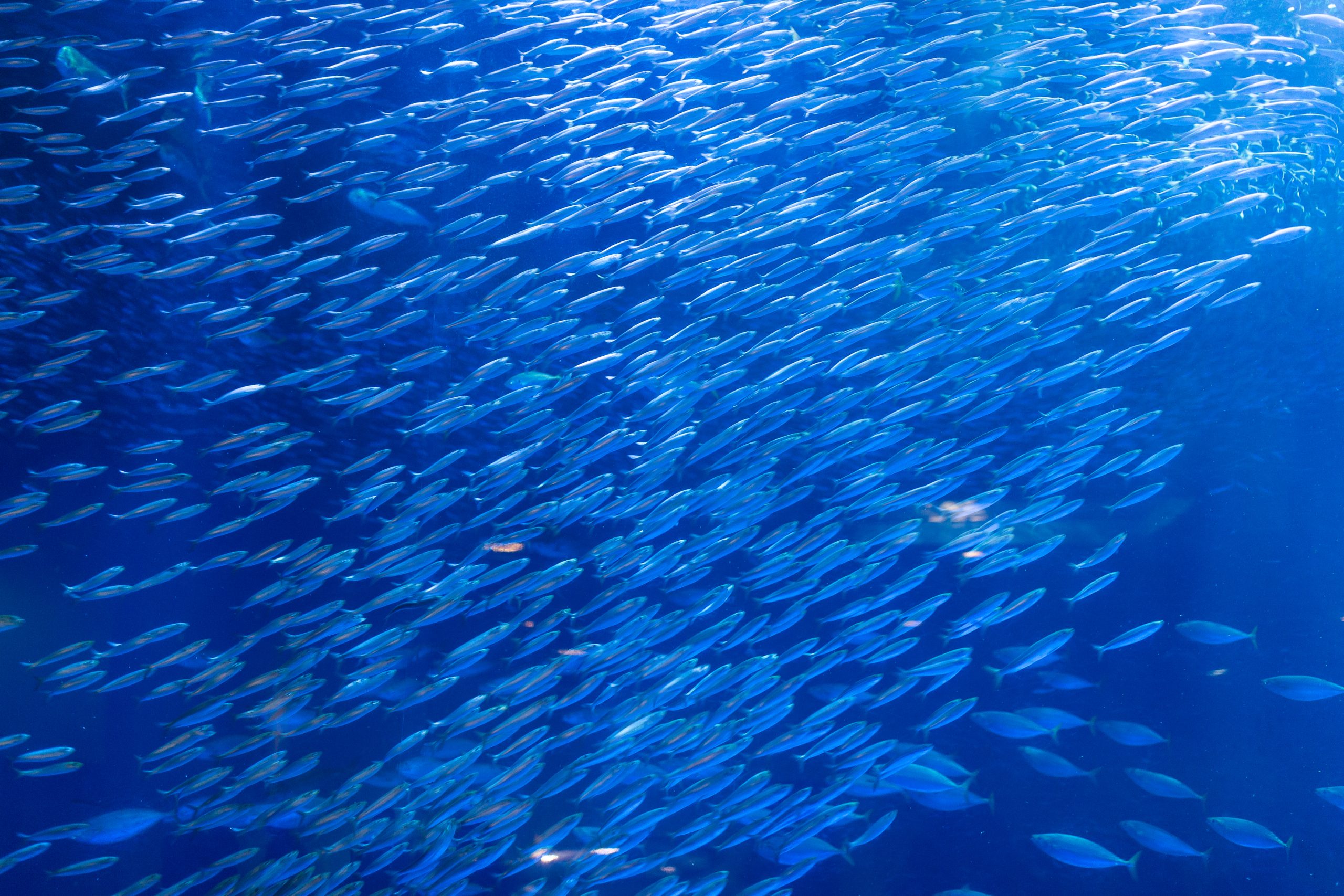 School of sardines swimming through clear blue water during the famous Moalboal sardine run in Cebu, Philippines, one of the country’s most popular snorkelling and scuba diving experiences.