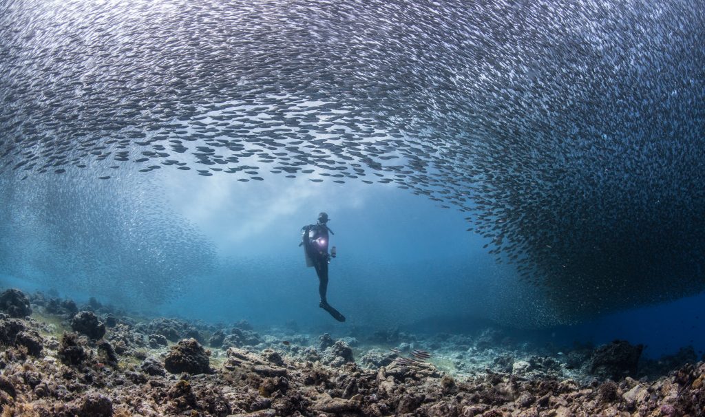Scuba diver surrounded by millions of sardines during the famous Moalboal Sardine Run off Panagsama Beach in Cebu, Philippines.