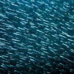 Moalboal Sardine Run: Snorkelling vs Diving (What I’d Actually Recommend)