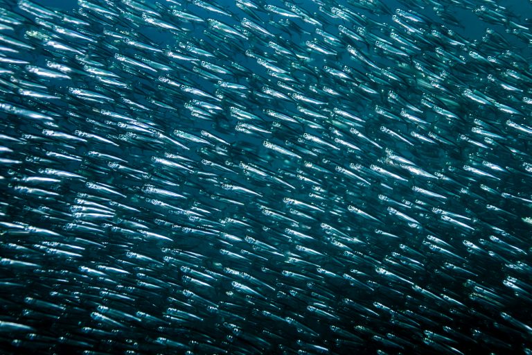 Moalboal Sardine Run: Snorkelling vs Diving (What I’d Actually Recommend)