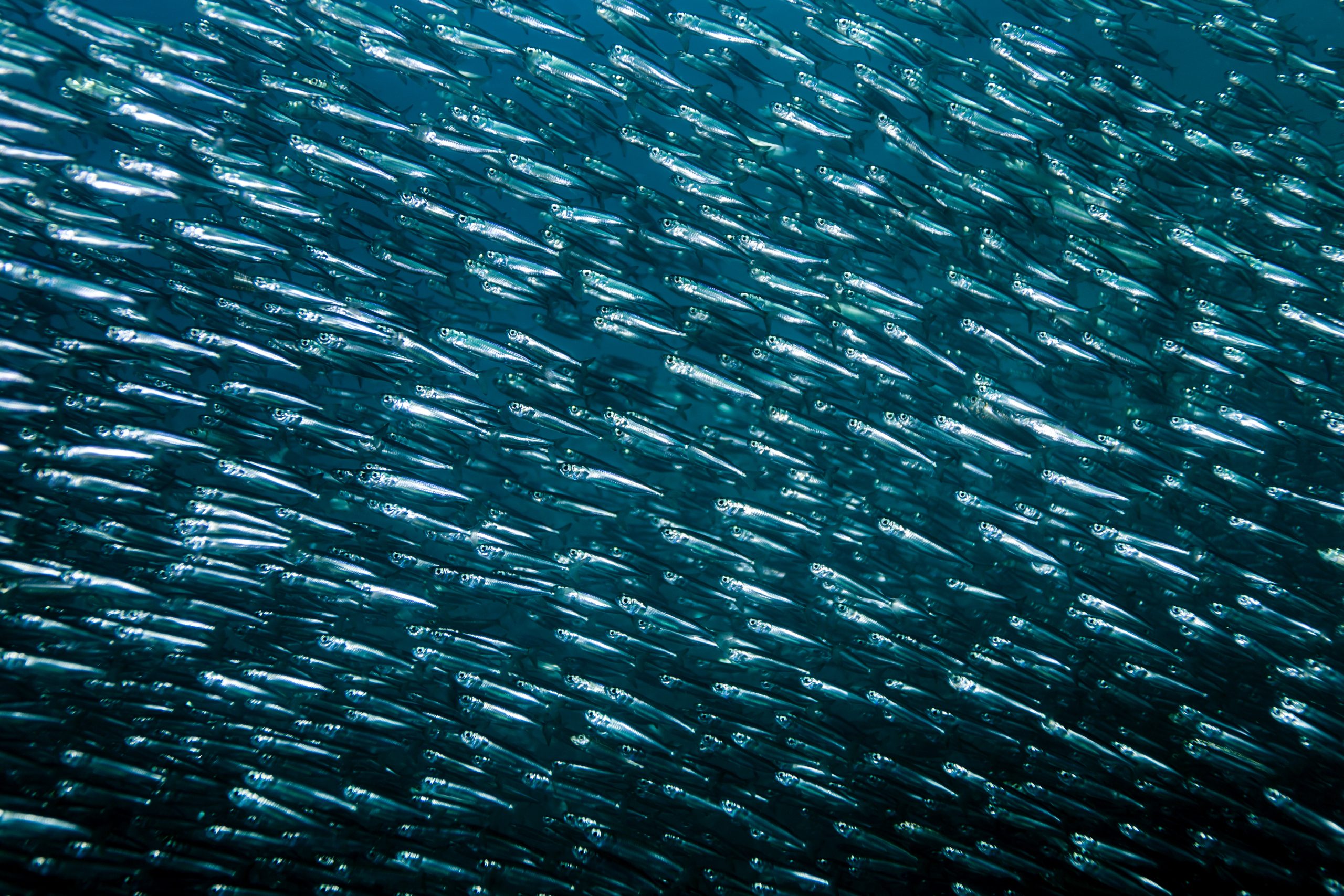 Moalboal Sardine Run: Snorkelling vs Diving (What I’d Actually Recommend)