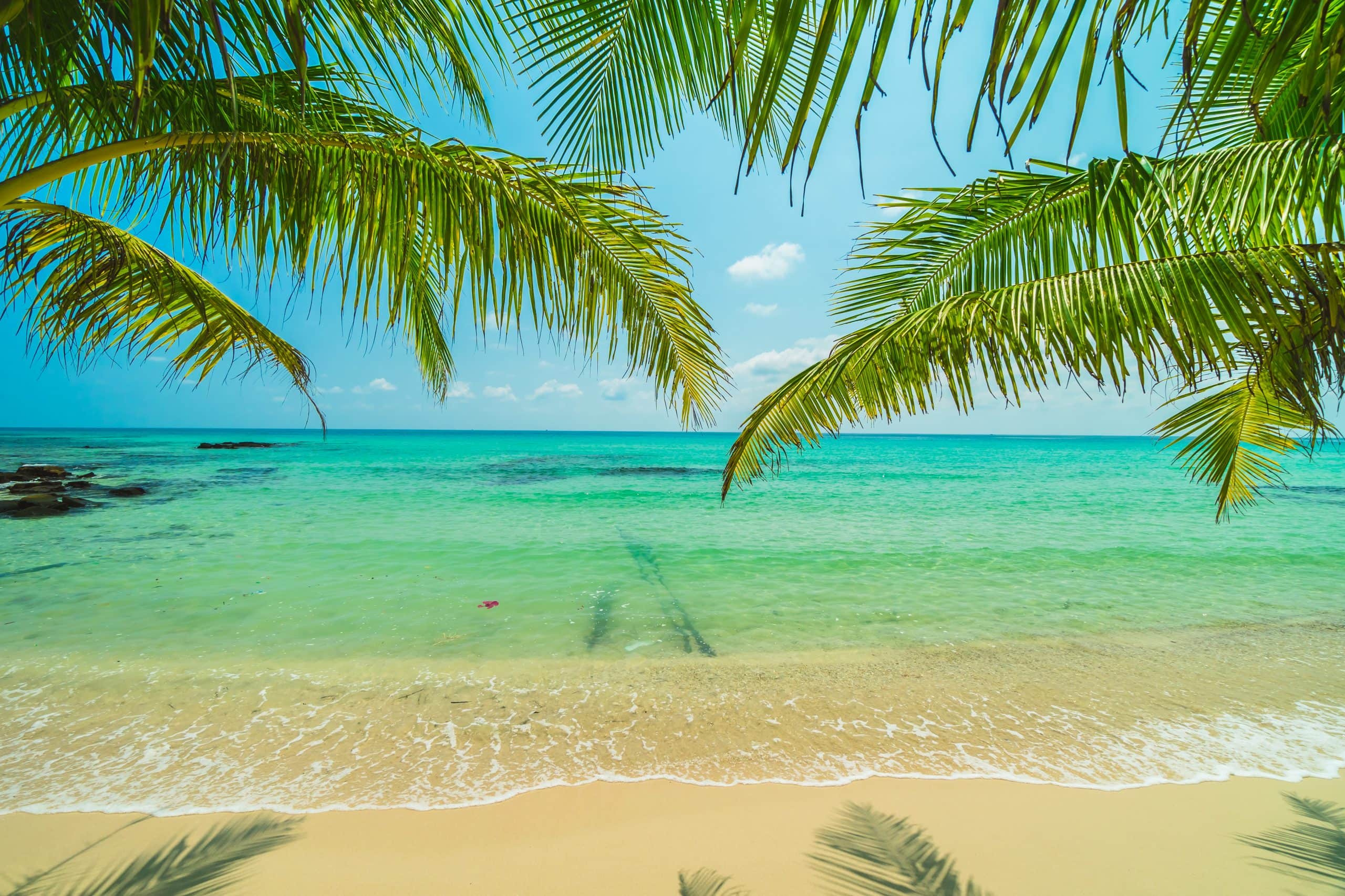 Palm trees overlooking a tropical beach with turquoise water