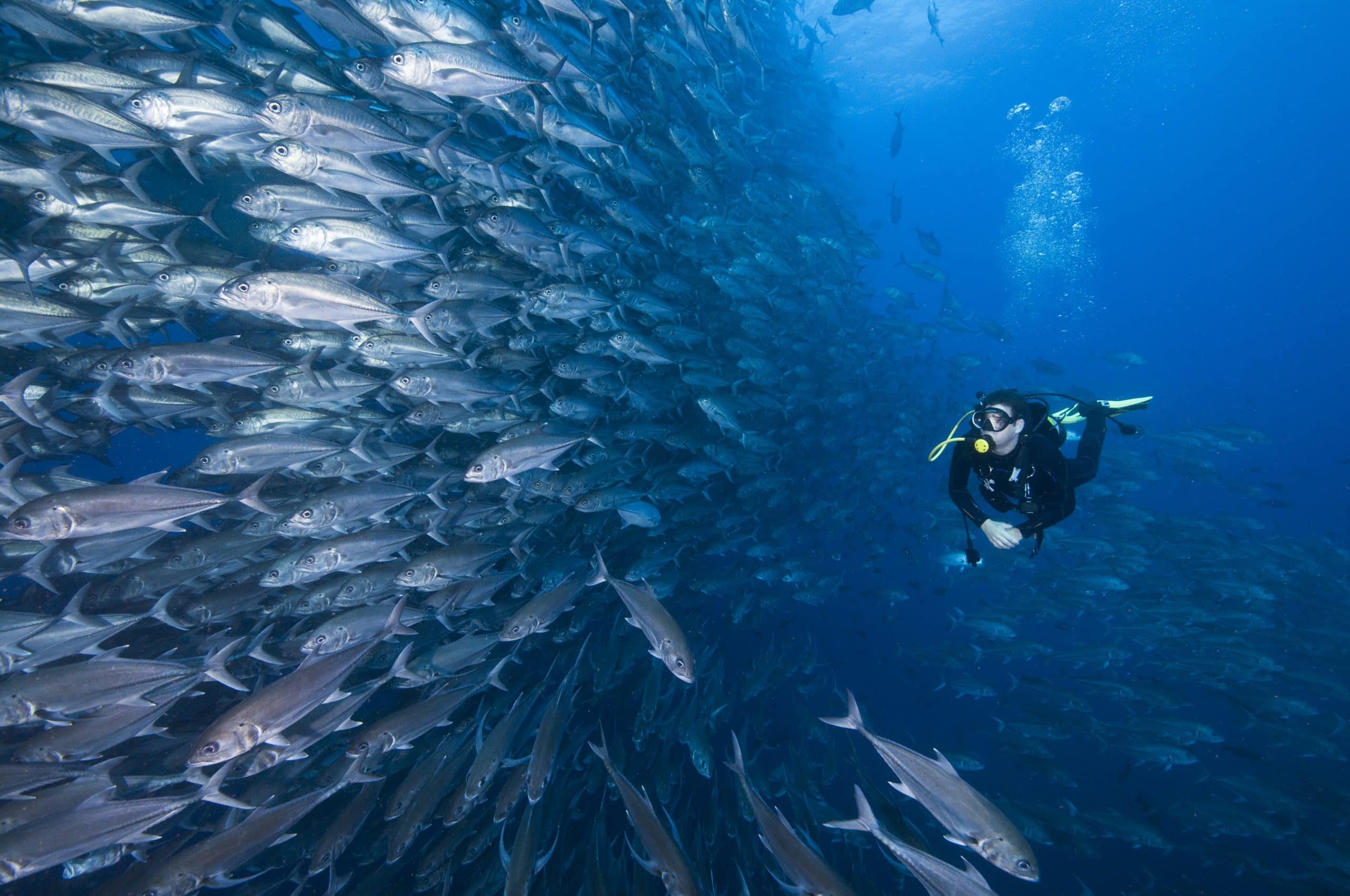 Scuba diver swimming through a large school of fish in the open ocean