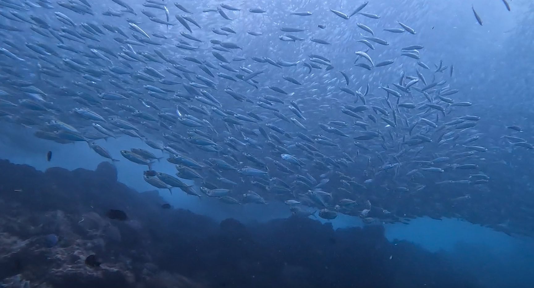 Massive school of sardines moving together underwater during the famous Moalboal Sardine Run in Cebu, Philippines.