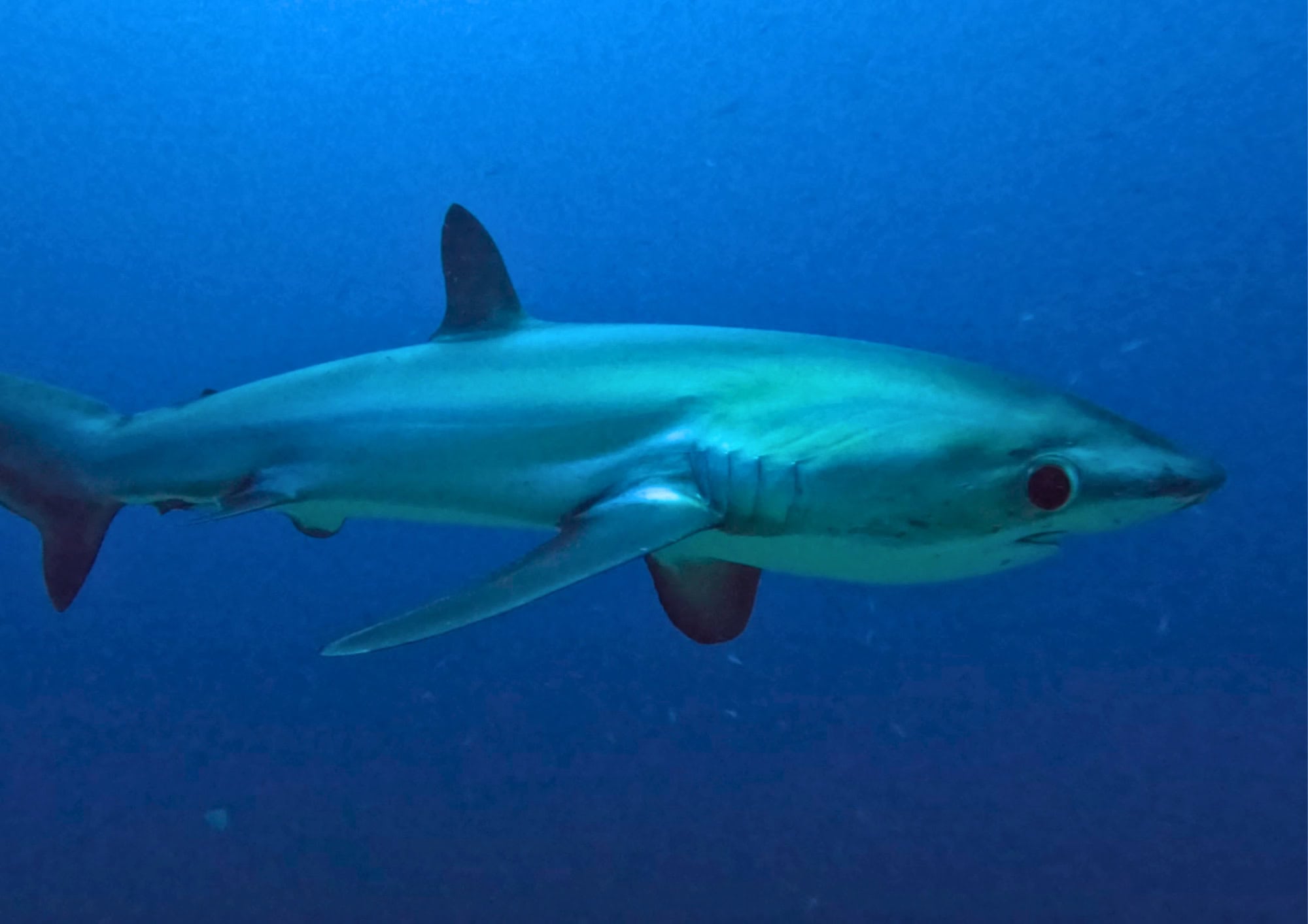 Thresher shark swimming underwater while scuba diving near Malapascua Island in the Philippines.